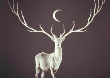 Jura : sur les traces de « Vincent », le plus majestueux cerf d’Europe