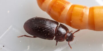 « Les larves et les grillons, c’est bon. Mangez-en » – Ursula von Der Leyen