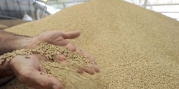 Production céréalière mondiale inégalée : où sont incendies, guerres, sécheresses et inondations