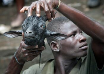 Enrichissement culturel : Voodoo satanique dans la banlieue de Nantes