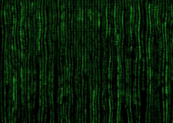 Digital Service Act : vers la censure massive et préventive d’internet