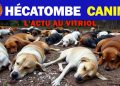 Votre CHIEN est en DANGER, vos OVAIRES aussi