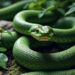 « Tous les Serpents ne sont pas Venimeux » – Trois points de vue